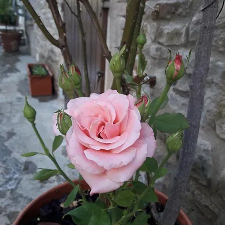 Il Fico Di Casa de Férias Cortona